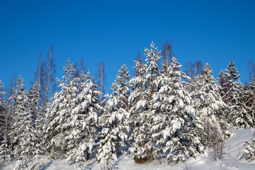 snowy trees against blue sky, Finland