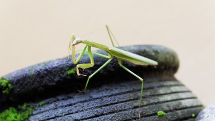 the praying grasshopper on a mossy black stone