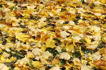 autumn leaves on ground