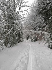Obraz premium Winter nature