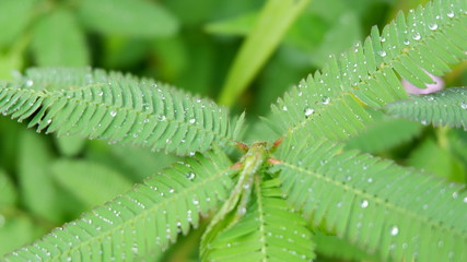 green leaves with dew on it