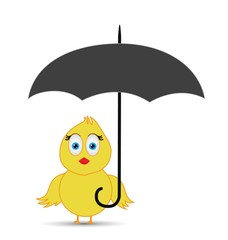 chick under the umbrella protection