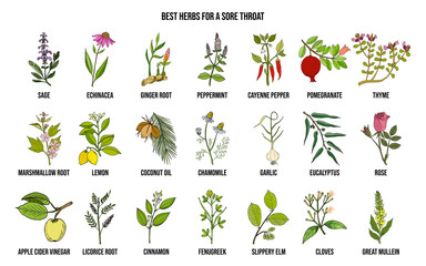 Obraz premium Best herbs for a sore throat