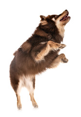 Finnish Lapphund in studio