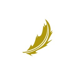 feather logo design vector