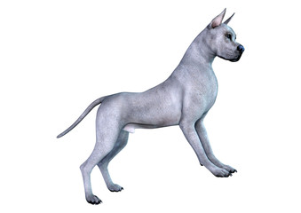 3D Rendering Blue Grat Dane Dog on White