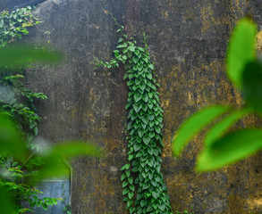 Green leaf vine plant cover wall brick concrete