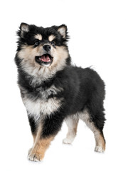 puppy Finnish Lapphund