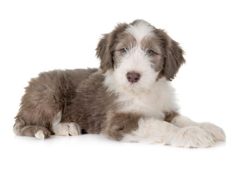 puppy bearded collie