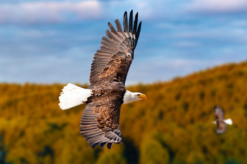 Zwei Weißkopfseeadler fliegen in großer Höhe am Himmel und suchen Beute. Es sind Wolken am Himmel aber es herrscht klare Sicht bei strahlender Sonne.