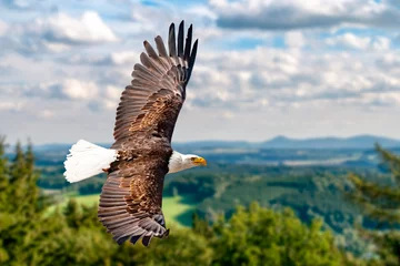 Foto op Aluminium Een Amerikaanse zeearend zweeft hoog in de lucht op zoek naar een prooi. Er zijn wolken in de lucht maar er is een duidelijk zicht met de zon die schijnt. © Andreas Neßlinger