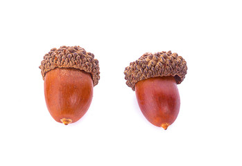 acorns on a white background ,close up