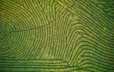 Fototapety  Aerial view shot from drone of green tea plantation, Top view aerial photo from flying drone of a tea plantation