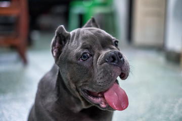 Dark grey bully breed puppy sitting with looking and hanging tongue
