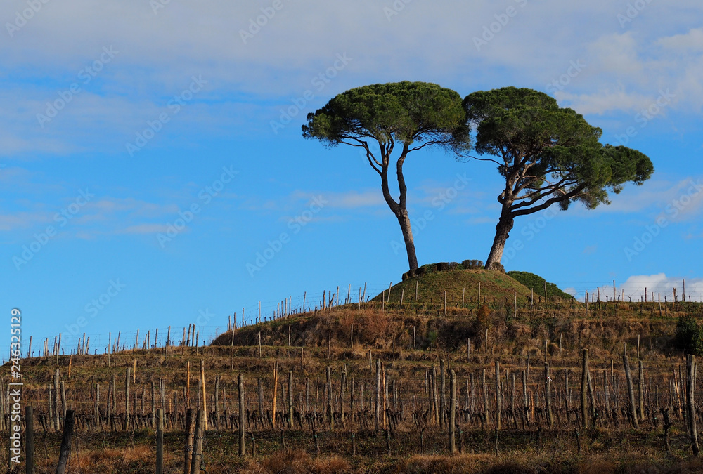 Wall mural Maritime pines, Pinus Pinaster is the scientific name, on a top of a hill cultivated with vineyards in a winter sunny day 