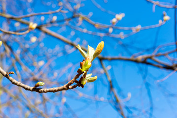buds on a chestnut tree