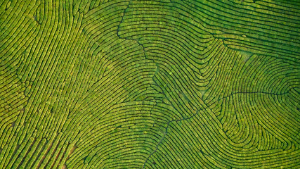 Aerial view shot from drone of green tea plantation, Top view aerial photo from flying drone of a tea plantation