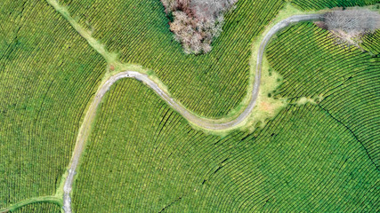 Aerial view shot from drone of green tea plantation, Top view aerial photo from flying drone of a tea plantation