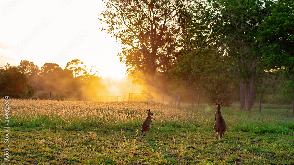 Wall mural Two Kangaroos In A Beautiful Sunset