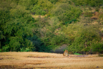 Obraz na płótnie Canvas A male tiger cub on an evening light strolling in her mother territory with a beautiful and scenery green background at Ranthambore Tiger Reserve, India