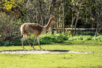 Vikunja - Vicugna vicugna