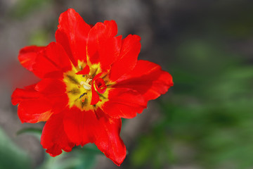 beautiful red Tulip closeup on blurred background.