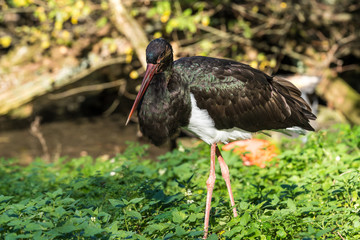 Schwarzstorch - Ciconia nigra