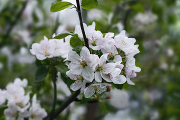 white flowers of apple trees in spring garden close up