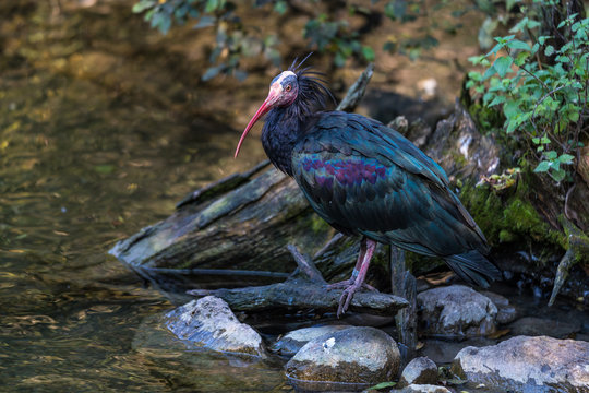 Waldrapp - Geronticus eremita