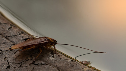 Cockroaches are eating water in the basin.