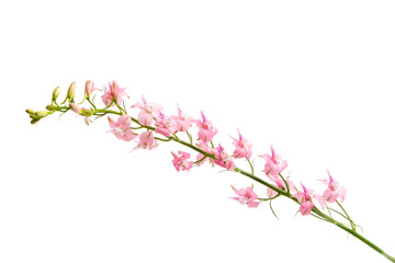 Obraz na płótnie Canvas meadow pink flowers
