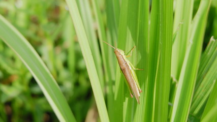 grasshopper on green leaves