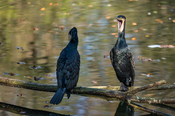 Kormoran - Phalacrocorax carbo