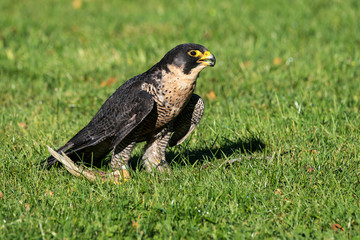 Wanderfalke - Falco peregrinus