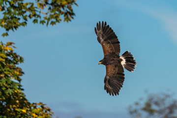 Wüstenbussard - Parabuteo unicinctus