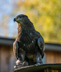 Wüstenbussard - Parabuteo unicinctus