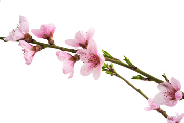 Naklejka na ściany i meble sakura flowers isolated
