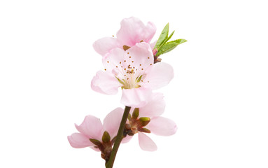 Naklejka na ściany i meble sakura flowers isolated