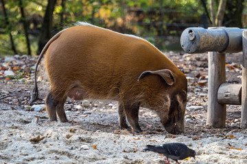 Pinselohrschwein - Potamochoerus porcus