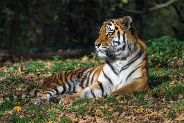 Tiger - Panthera tigris