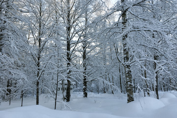 Fairy snowy landscape of the forest. Winter in the wild North. 