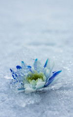 The beautiful blue flower in the snow and the ice