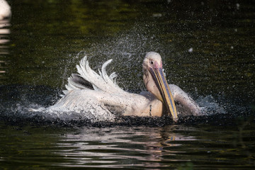 Rosa Pelikan - Pelecanus onocrotalus