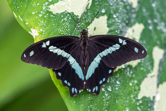 Himmelsfalter - Blauer Morphofalter - Morpho peleides
