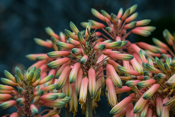 Aloe sheilae