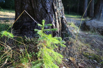 stream in forest