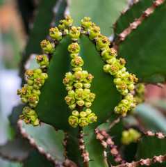 Wolfsmilch - Baum-Euphorbia - Euphorbia cooperi
