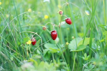 Wild Strawberry in grass. Macro.
