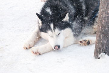 Siberian husky with dark fur sleeping on white snow after sled ride on winter day