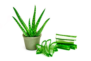 Aloe Vera leaves and cut Aloe Vera leaves shows transparent Aloe Vera gel inside.